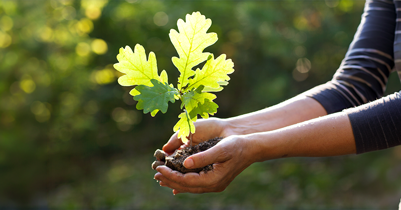 Ręce kobiety trzymającej sadzonkę drzewa