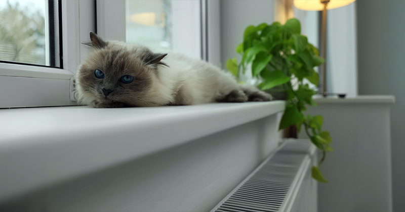 Kot odpoczywa na parapecie okna nad grzejnikiem